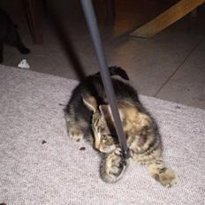 Blanding af racer Nala