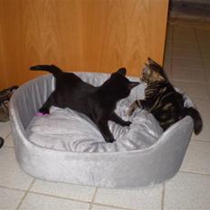 Blanding af racer Nala