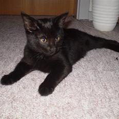 Blanding af racer Figaro.. død