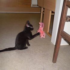 Blanding af racer Figaro.. død