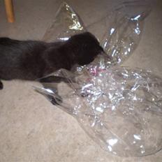 Blanding af racer Figaro.. død