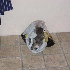 Huskat compani (SOLGT)