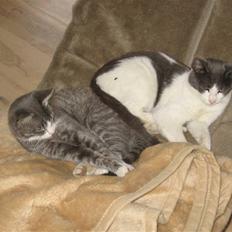 Huskat compani (SOLGT)