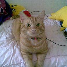 Huskat Oscar   *R.I.P* 