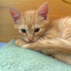 Huskat Oscar   *R.I.P* 