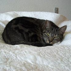 Huskat Fiona - min mors