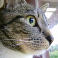 Huskat Fiona - min mors