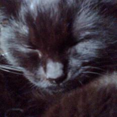 Blanding af racer Toluse