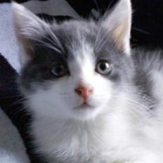 Blanding af racer Solo