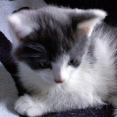 Blanding af racer Solo