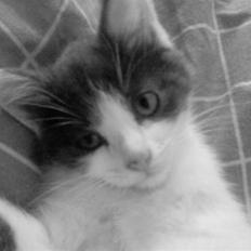 Blanding af racer Solo