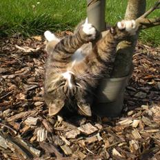 Blanding af racer Bølle