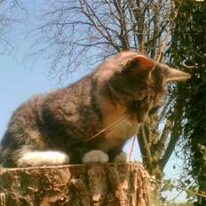 Blanding af racer Bølle