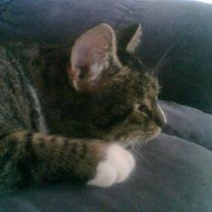 Blanding af racer Bølle