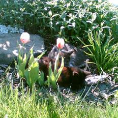 Blanding af racer oline