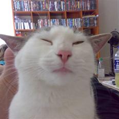 Blanding af racer Belice "tykke" R.I.P 