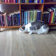 Blanding af racer Belice "tykke" R.I.P 