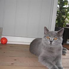 British Shorthair Blue Haven Galadriel
