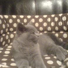 British Shorthair Blue Haven Galadriel