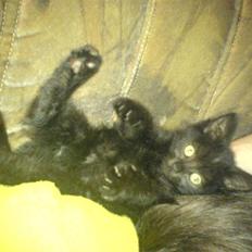 Blanding af racer Bøffe