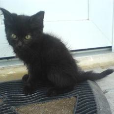 Blanding af racer Bøffe