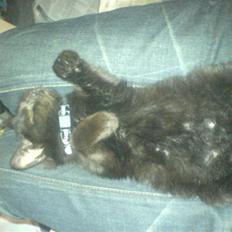 Blanding af racer Bøffe