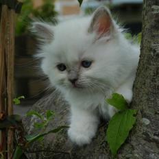 Hellig Birma DK CH Nine Bells Hallie