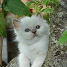 Hellig Birma DK CH Nine Bells Hallie