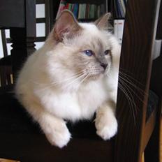 Hellig Birma DK CH Nine Bells Hallie