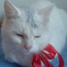 Huskat Lille mis *RIP*