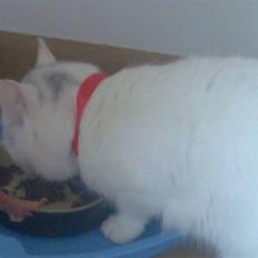 Huskat Lille mis *RIP*