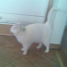 Huskat Lille mis *RIP*