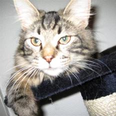 Blanding af racer Simba  Harboe