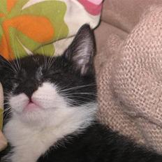 Blanding af racer Mikkel 