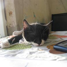 Blanding af racer Mikkel 