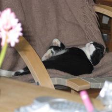 Blanding af racer Mikkel 