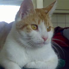 Huskat Malibu (død)