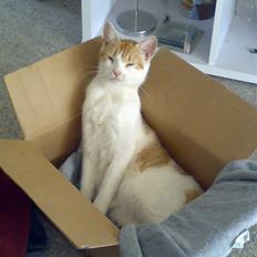 Huskat Malibu (død)