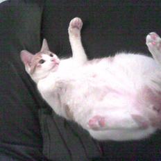 Huskat Malibu (død)