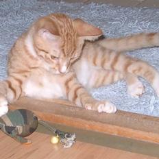 Blanding af racer Mikkel