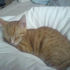 Blanding af racer Mikkel