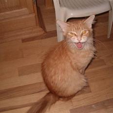 Maine Coon Isabella