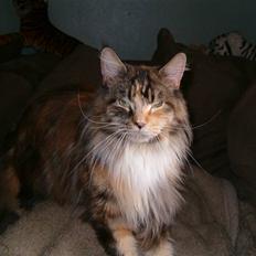Maine Coon Anastacia( har født 2 )