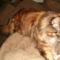 Maine Coon Anastacia( har født 2 )