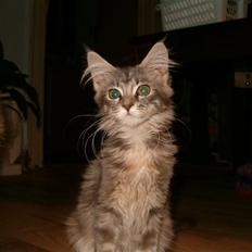 Maine Coon Little Miss Demi