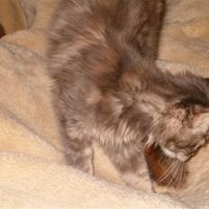 Maine Coon Little Miss Demi