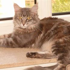 Maine Coon Little Miss Demi