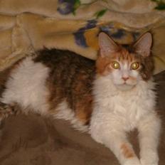 Maine Coon Afrodite