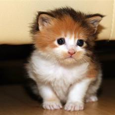 Maine Coon Afrodite