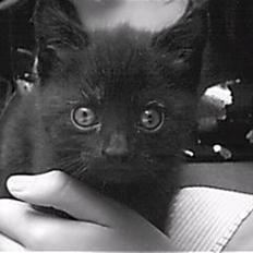 Blanding af racer Marie